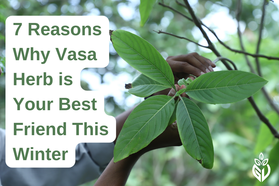 7 Reasons Why Vasa Herb is Your Best Friend This Winter