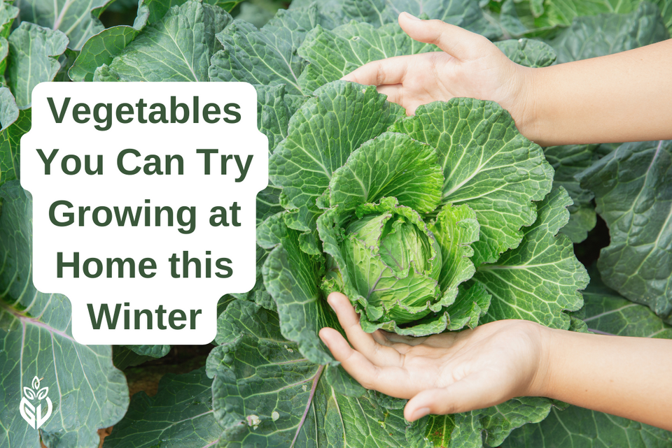 Vegetables You Can Try Growing at Home this Winter