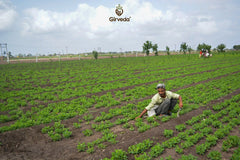 Cow Based Natural Farming: The Salient Features Making it the Best Sustainability Alternative