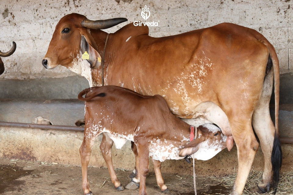 The Fascinating Truths and Health Benefits of Unique and Sacred Breed of Gir Cows - Girveda