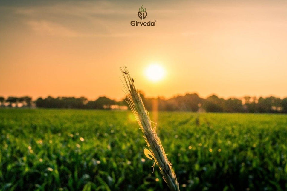 The Impact of Chemicals Used in Farming on Our Life and Ecosystem - Girveda