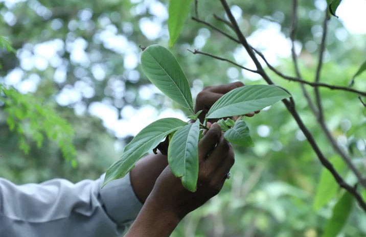 ashwagandha capsules